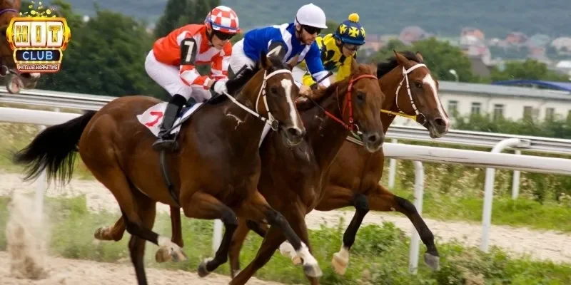 Đua ngựa là trò chơi giải trí hấp dẫn, dễ tiếp cận cho mọi người